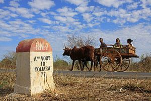 Zeboekar sur la route n°7 à Madagascar