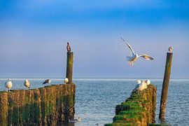 Möwen auf einem Zeeuws Paalhoofd in Domburg von Danny Bastiaanse