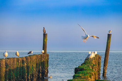 Meeuwen op een Zeeuws Paalhoofd in Domburg