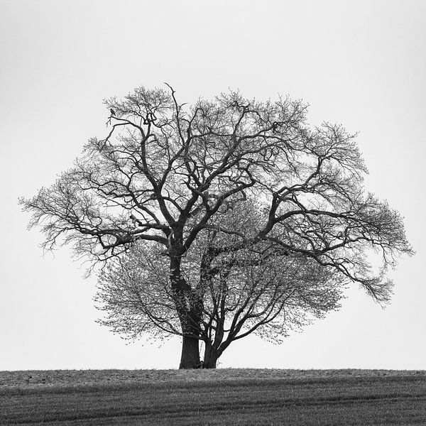 Baum in schwarzweiss von Denis Feiner