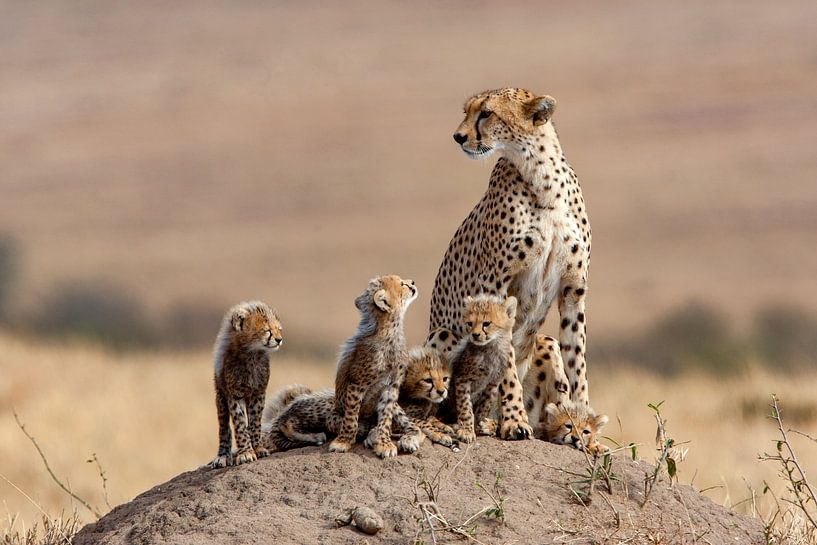 &quot;Mama Africa&quot; by Peter Michel