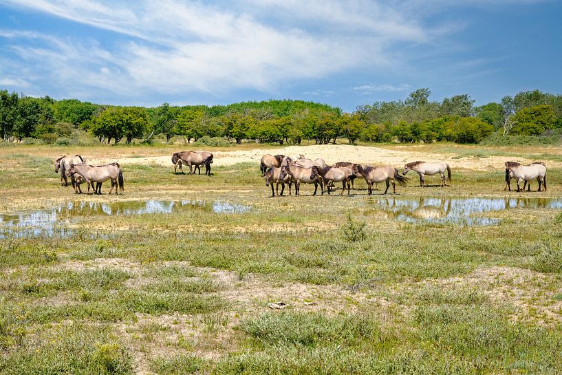 horses in the Kennemer Dunes nature reserve by eric van der eijk