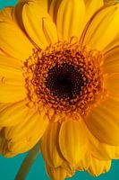 Happy Sunshine: a warm yellow flower