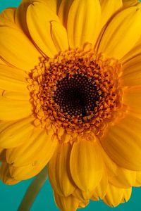 Happy Sunshine: eine warme gelbe Blume