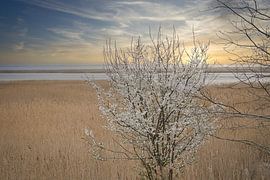 Tree in the reeds on the Darss. Dramatic sky over the sea. Landscape at the Baltic Sea. by Martin Köbsch