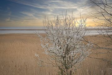 Baum im Schilf am Darss. Dramatischer Himmel über dem Meer. Landschaft an der Ostsee. von Martin Köbsch