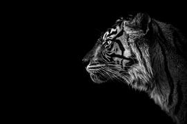 Sumatran tiger en profile with dark background