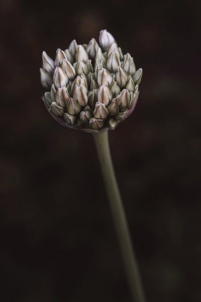 Look - Oignon d'ornement par Karin Bakker Fotografie