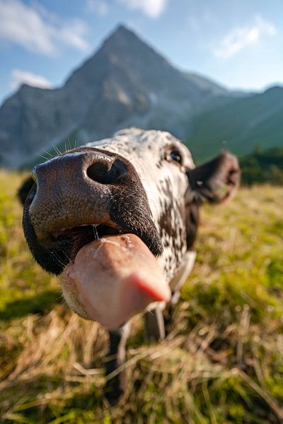Lèche la langue d'une vache dans les montagnes par Leo Schindzielorz