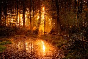 Verlies Jezelf in de Magie van het Muziekbos: Ontdek de Prachtige Ochtendgloed