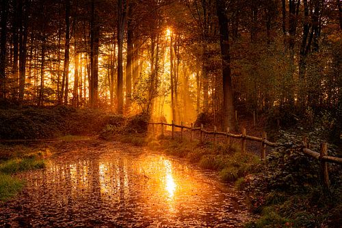 Verlies Jezelf in de Magie van het Muziekbos: Ontdek de Prachtige Ochtendgloed van Eriks Photoshop