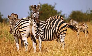 Zebras in South Africa - Afrika wildlife van W. Woyke