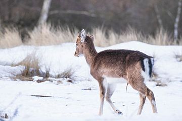 Jong damhert in de sneeuw van Anne Zwagers