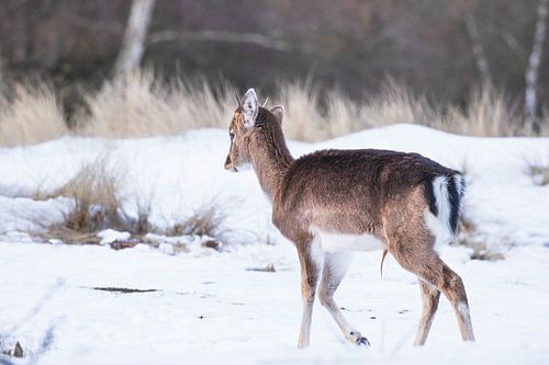 Young fallow deer in the snow