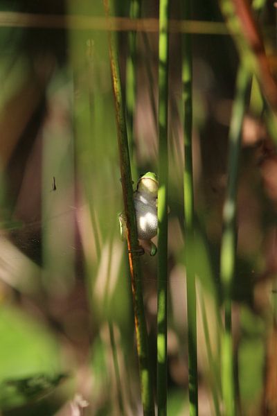 Tree frog in full regalia by Eline Lohman