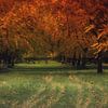 autumn colours by Yvonne Blokland