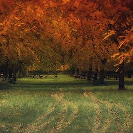 autumn colours by Yvonne Blokland
