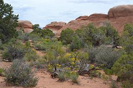 Arches National Park,
