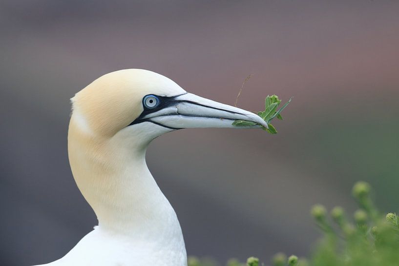 Jan-van-genten Helgoland Eiland Duitsland van Frank Fichtmüller