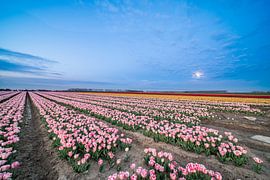 fields of thousands of tulips by Marcel Derweduwen
