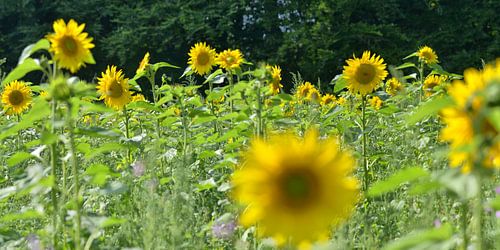 Zonnebloemen