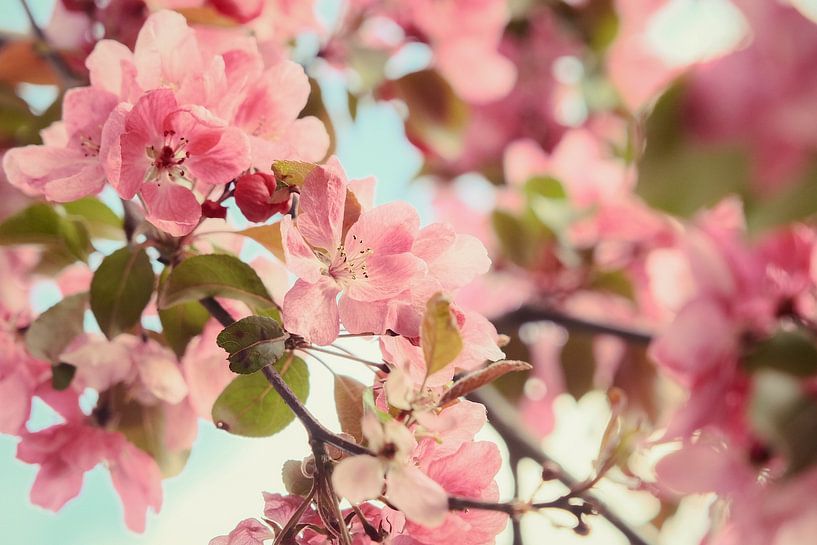 The soft pink blossom. by tim eshuis