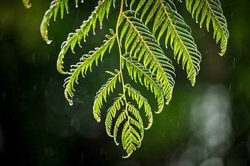 varenblad in regen fernleaf in rain van Corrine Ponsen