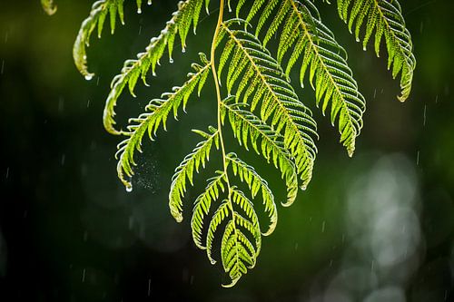 varenblad in regen fernleaf in rain