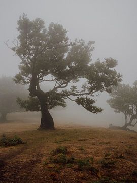 Baum auf Madeira, Portugal von Sharon Kastelijns