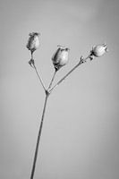 Botanical portrait