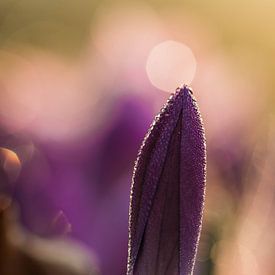 Crocus in the freezing cold by Tessa Heijmer