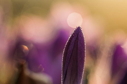 Crocus dans le froid glacial