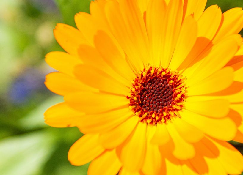Gros plan d'une fleur jaune vif par Liv ter Riet