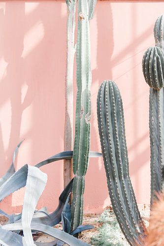 Cactussen in kas tegen roze muur - botanische print