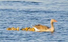 grauwe gans met kuikentjes, lief van Miny'S