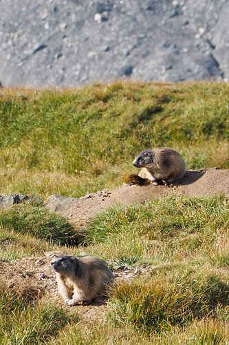 Großglockner, edelweiss en marmotten - pure alpenidylle in Oostenrijk. Koop de indrukwekkende Alpenfoto nu als canvas of muurschildering en geniet thuis van de natuur.