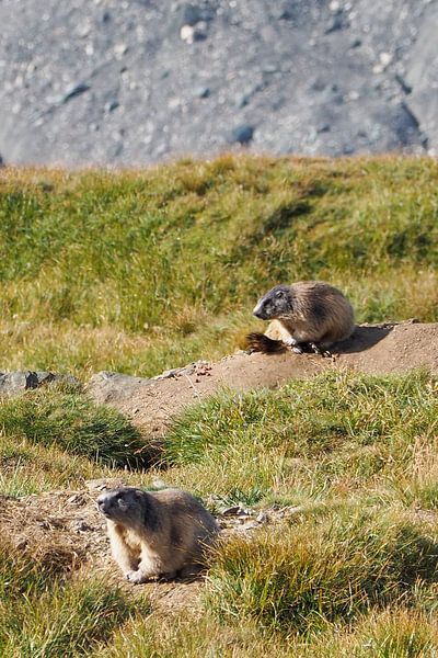 Großglockner, edelweiss and marmots - pure Alpine idyll in Austria. Buy the impressive Alpine photo as a canvas or wall mural now and enjoy nature at home. by Miriam Schwarzfischer Fotografie