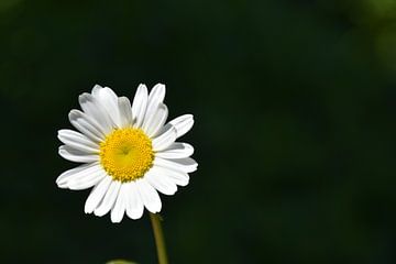 A daisy flower in the garden by Claude Laprise