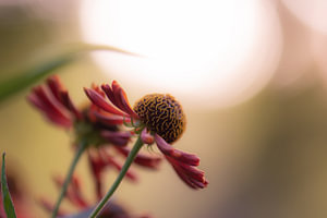 rote Sommerpracht