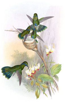 Columbian Violet-ear, John Gould van Hummingbirds