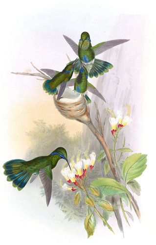 Columbian Violet-Ear, John Gould