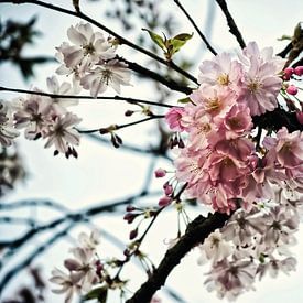 Cherry blossom vintage style by marlika art