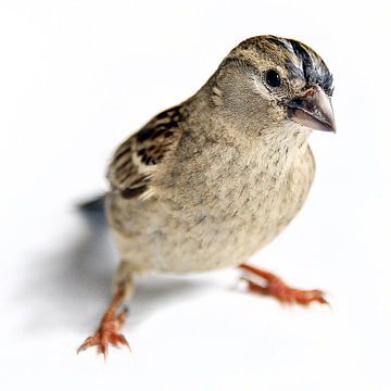 Portret van een huismus ( passer domesticus)