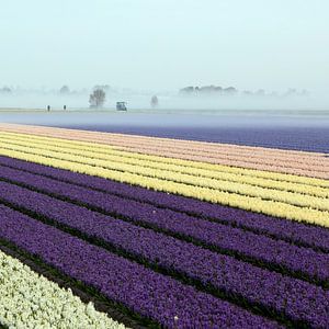 Hyacinth veld in Lisse van Paul Heijmink