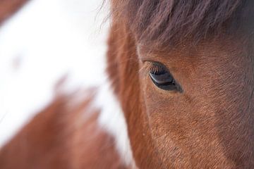 Onbeduidend uitzicht op rood paard, oog close-up onder pony