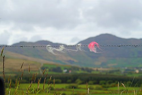 Ierland schapenwol