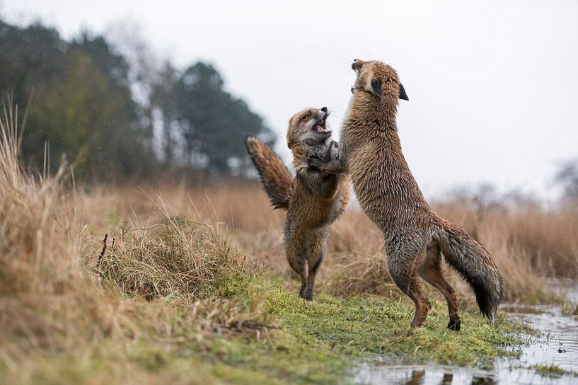 Rotfüchse ( Vulpes vulpes ) streiten miteinander, stehen auf den Hinterpfoten von wunderbare Erde