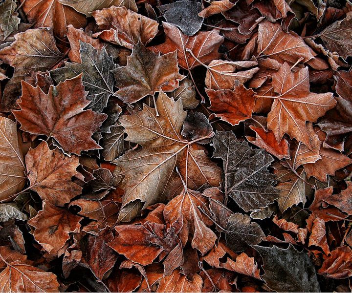 When autumn meets winter.. von Bob Bleeker