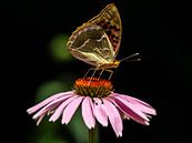 Schmetterling von Stijn Cleynhens Miniaturansicht