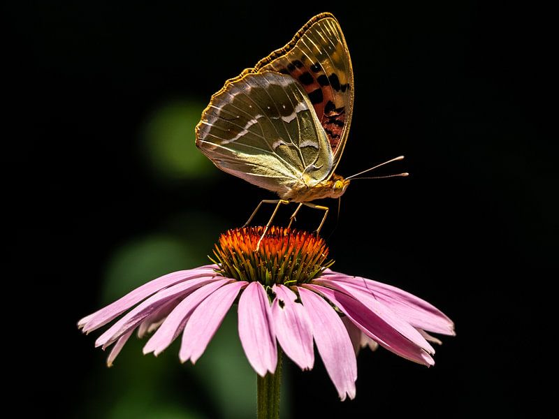 Schmetterling von Stijn Cleynhens